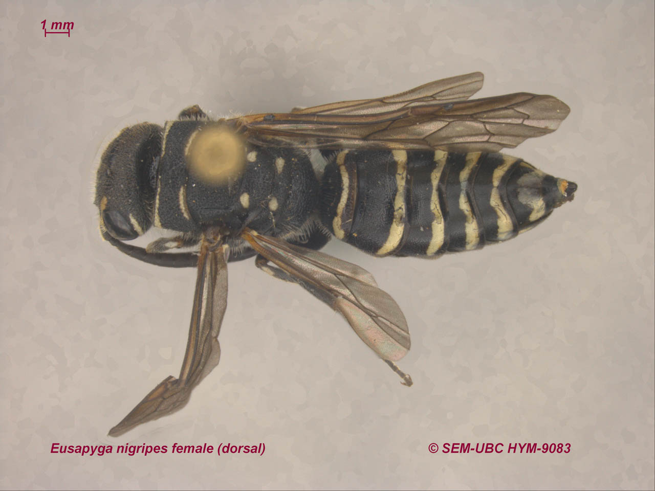 Sapygidae