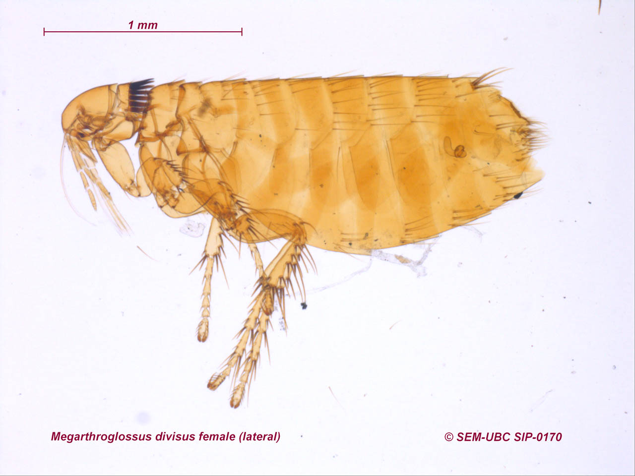 https://www.zoology.ubc.ca/entomology/main/Siphonaptera/Hystrichopsyllidae/Megarthroglossus%20divisus%20female%20(3lateral).jpg