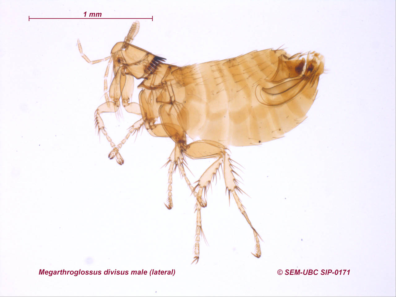 https://www.zoology.ubc.ca/entomology/main/Siphonaptera/Hystrichopsyllidae/Megarthroglossus%20divisus%20male%20(3lateral).jpg