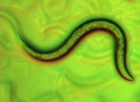 Light microscopy image of the small roundworm Caenorhabditis elegans