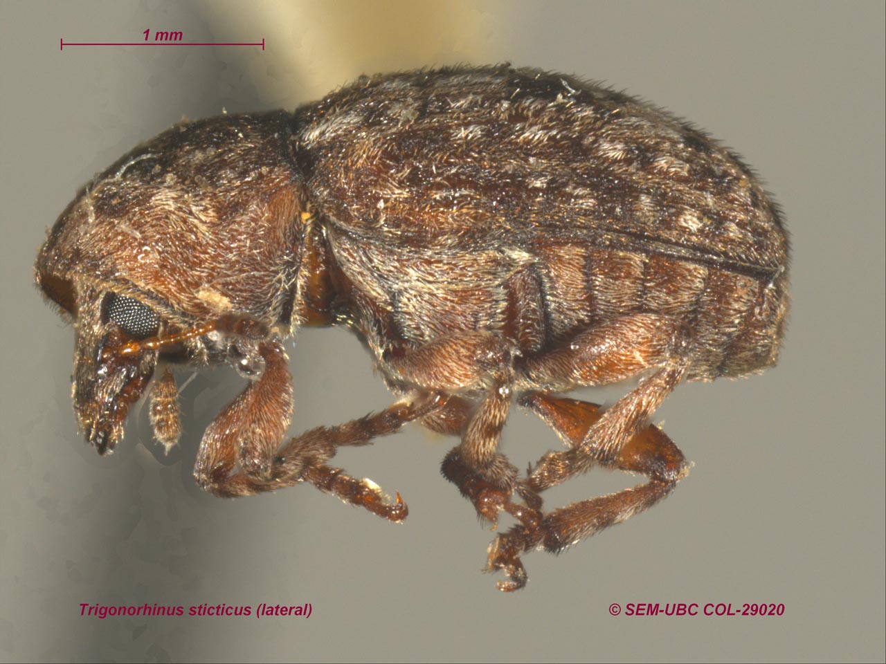 Anthribidae