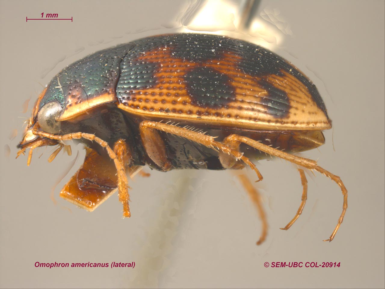 Omophroninae