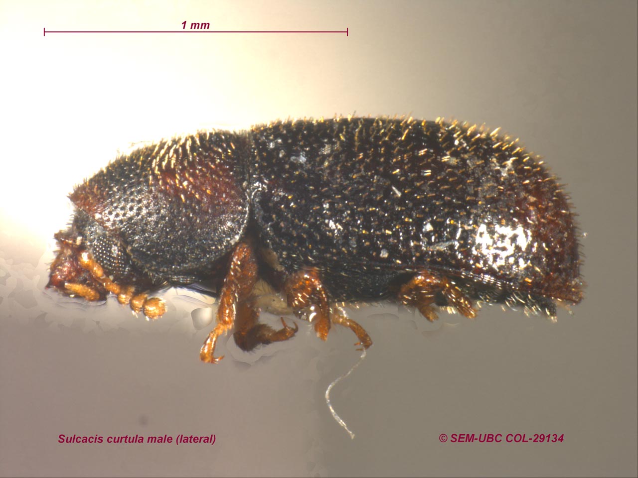 Sulcacis