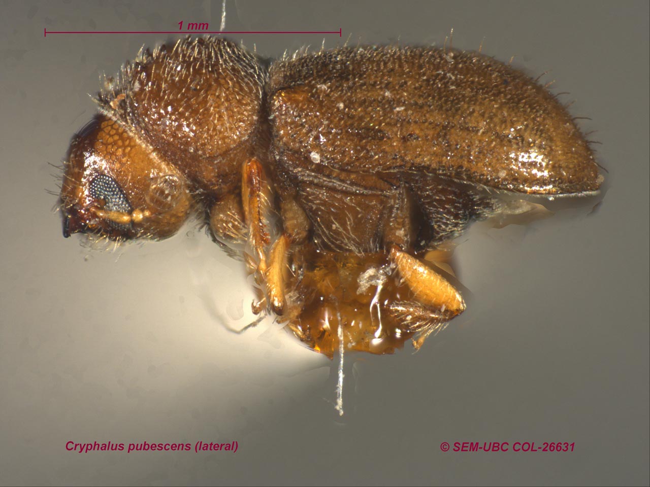 Scolytinae