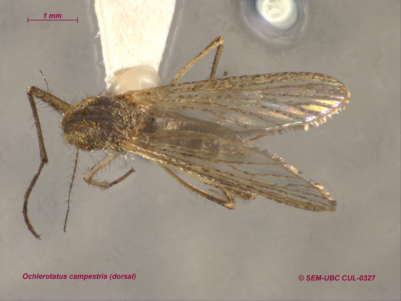 Anopheles maculipennis фото