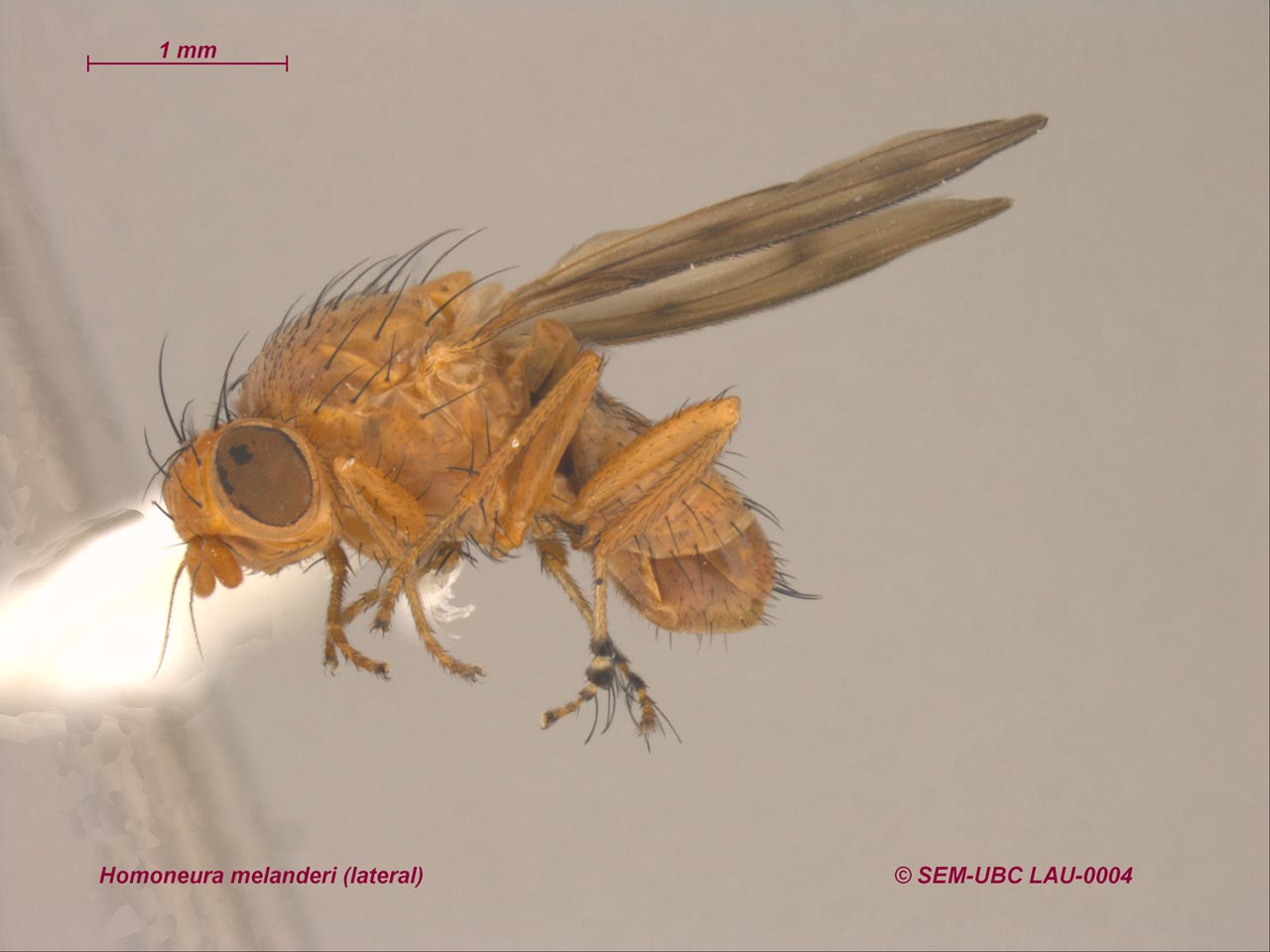 Lauxaniidae