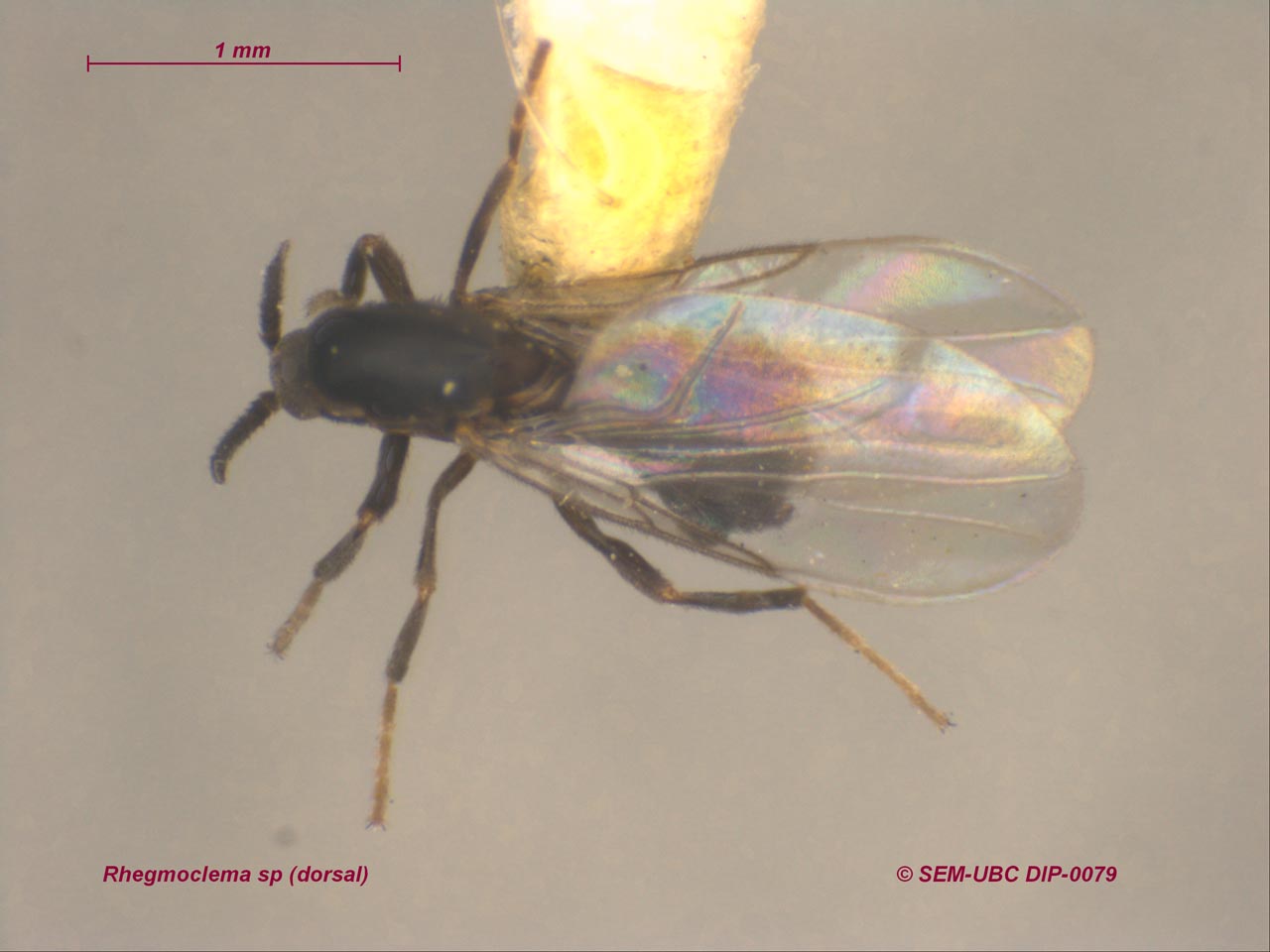 Scatopsidae