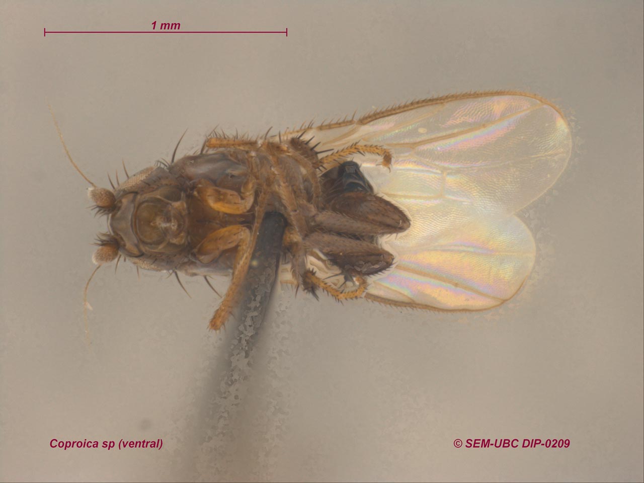 Sphaeroceridae