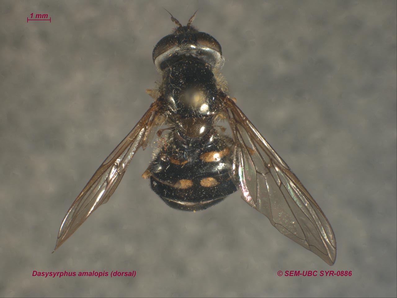 Syrphidae