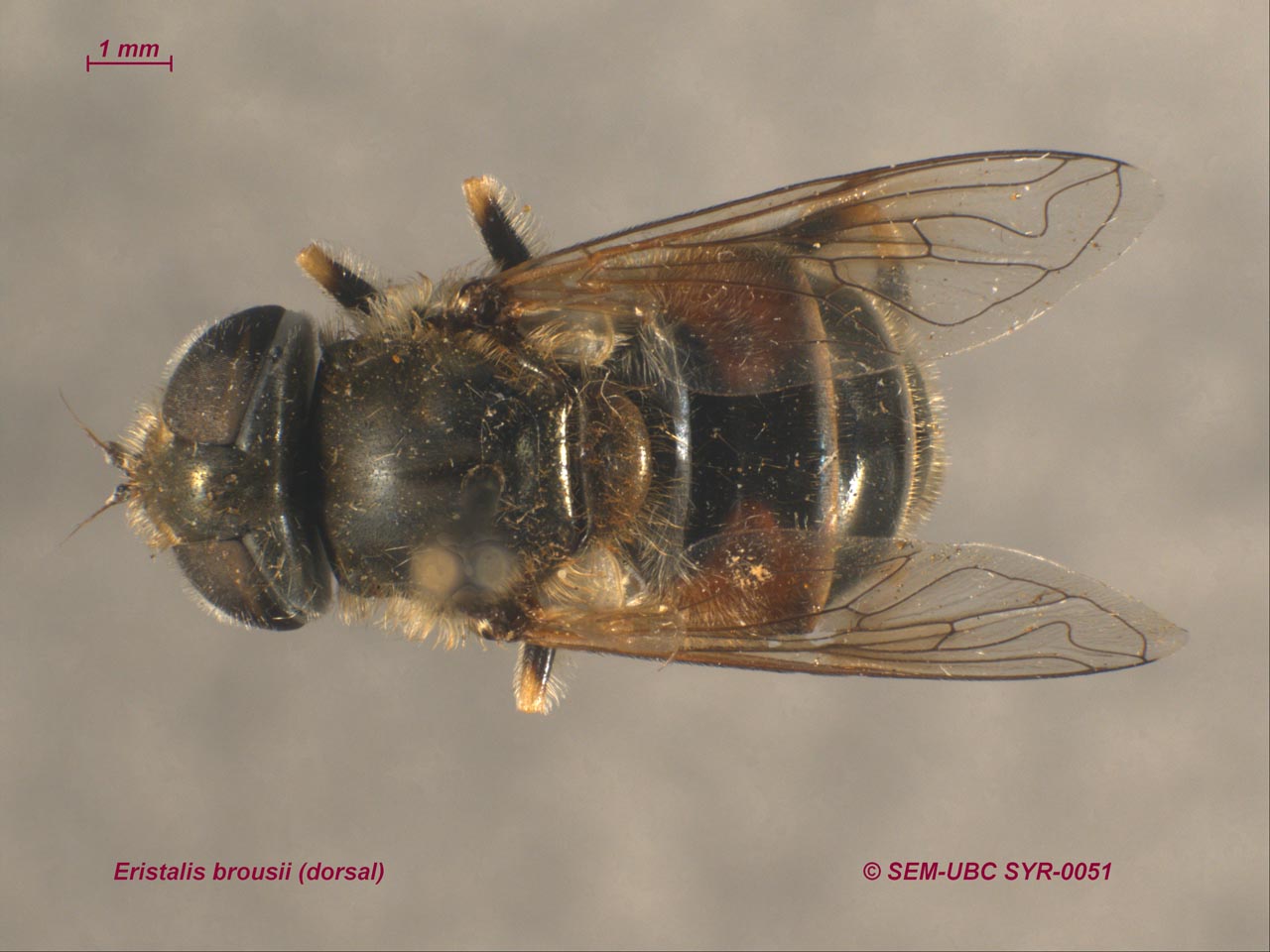 Syrphidae