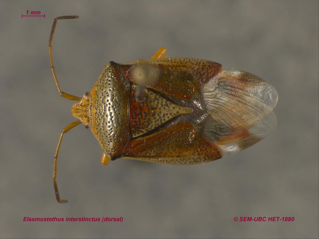 Acanthosomatidae шип