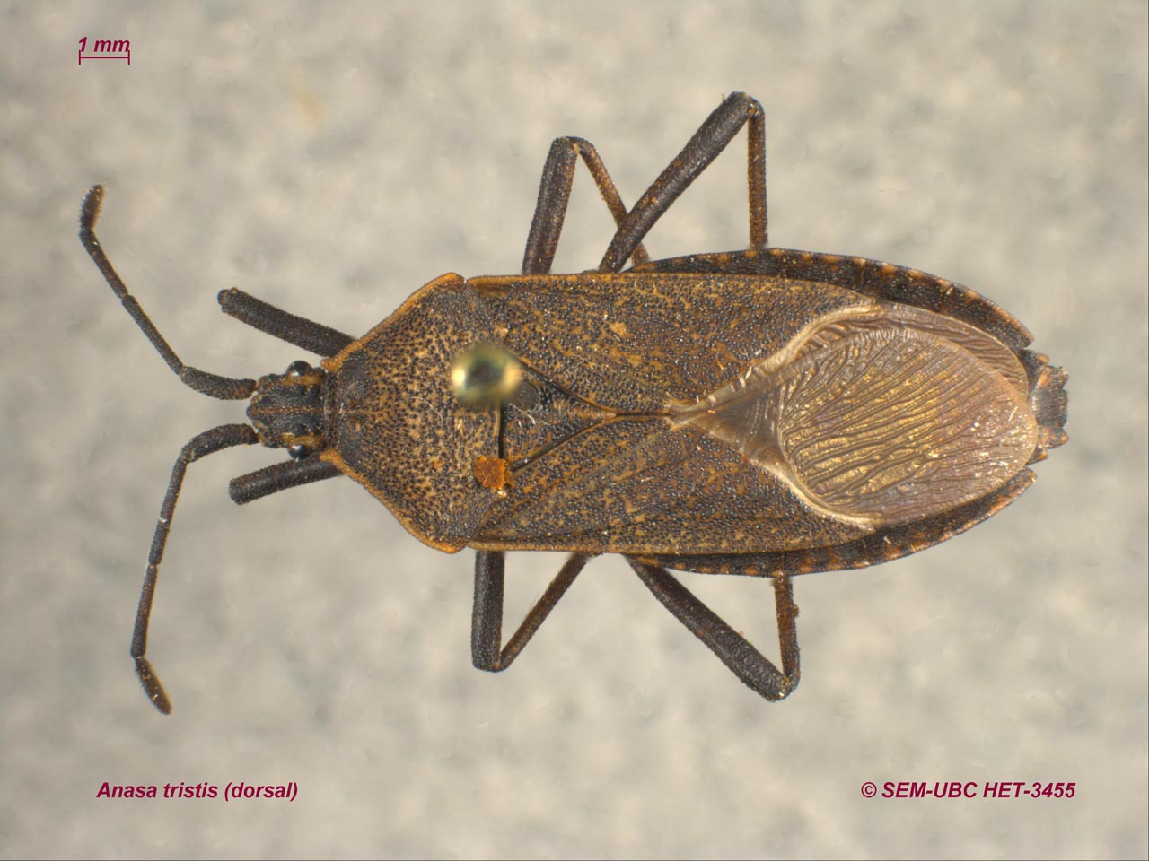 Coreidae