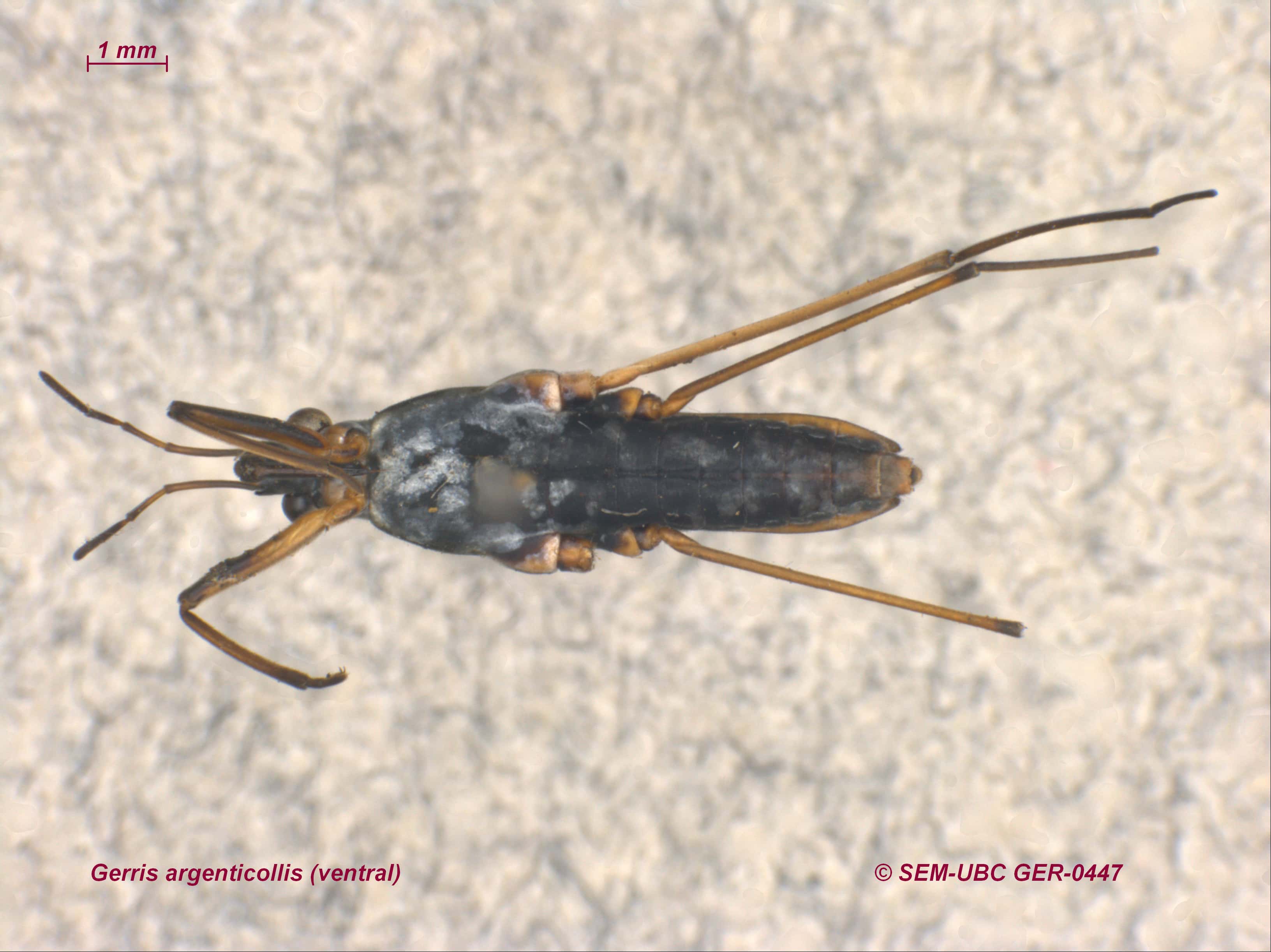 Gerridae