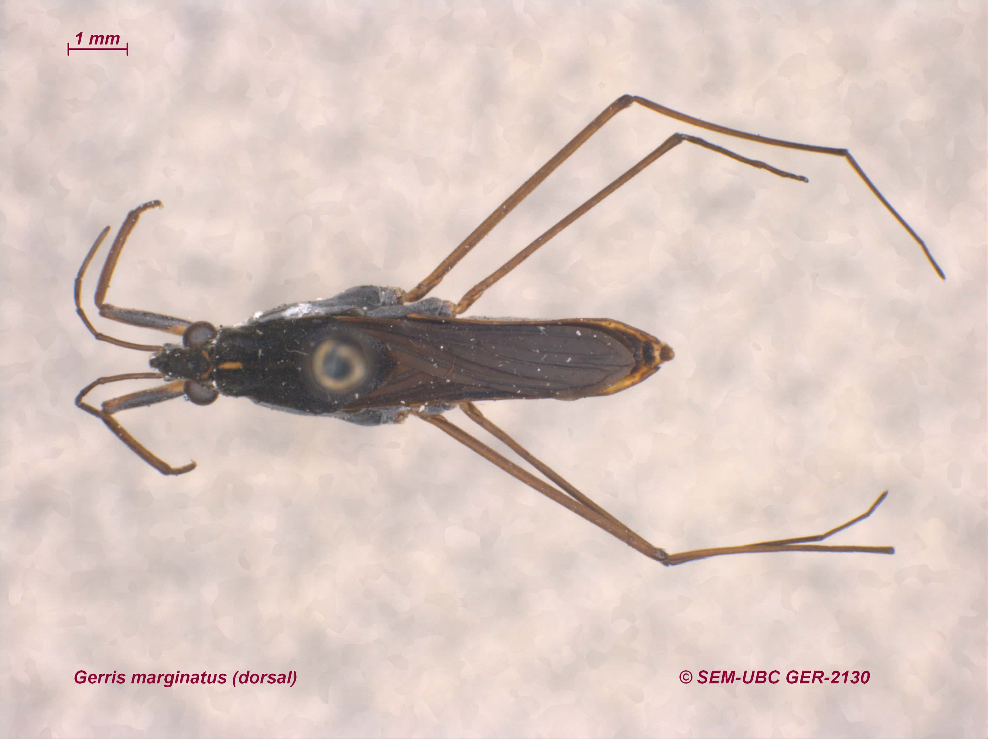 Gerridae