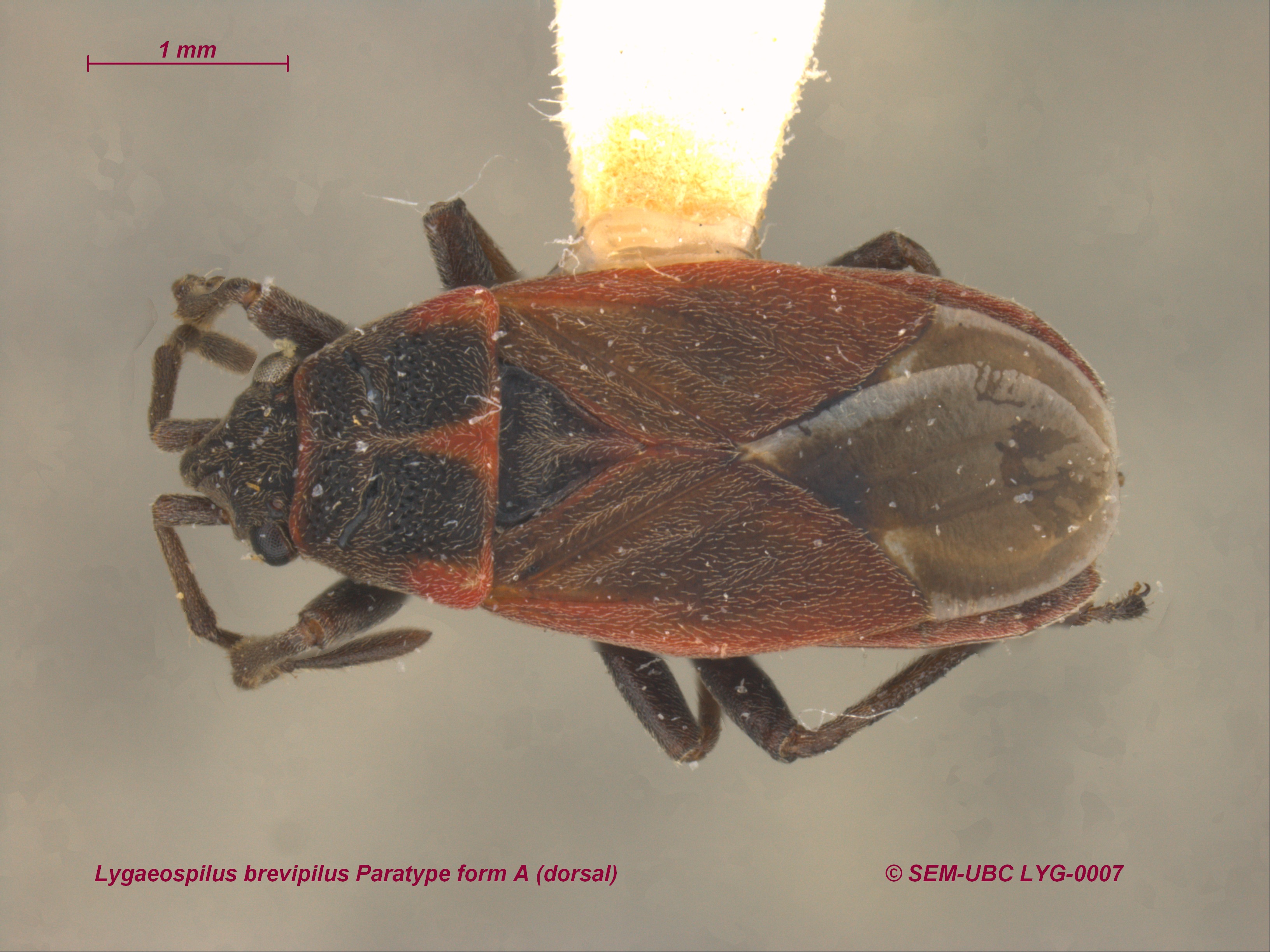 Lygaeidae