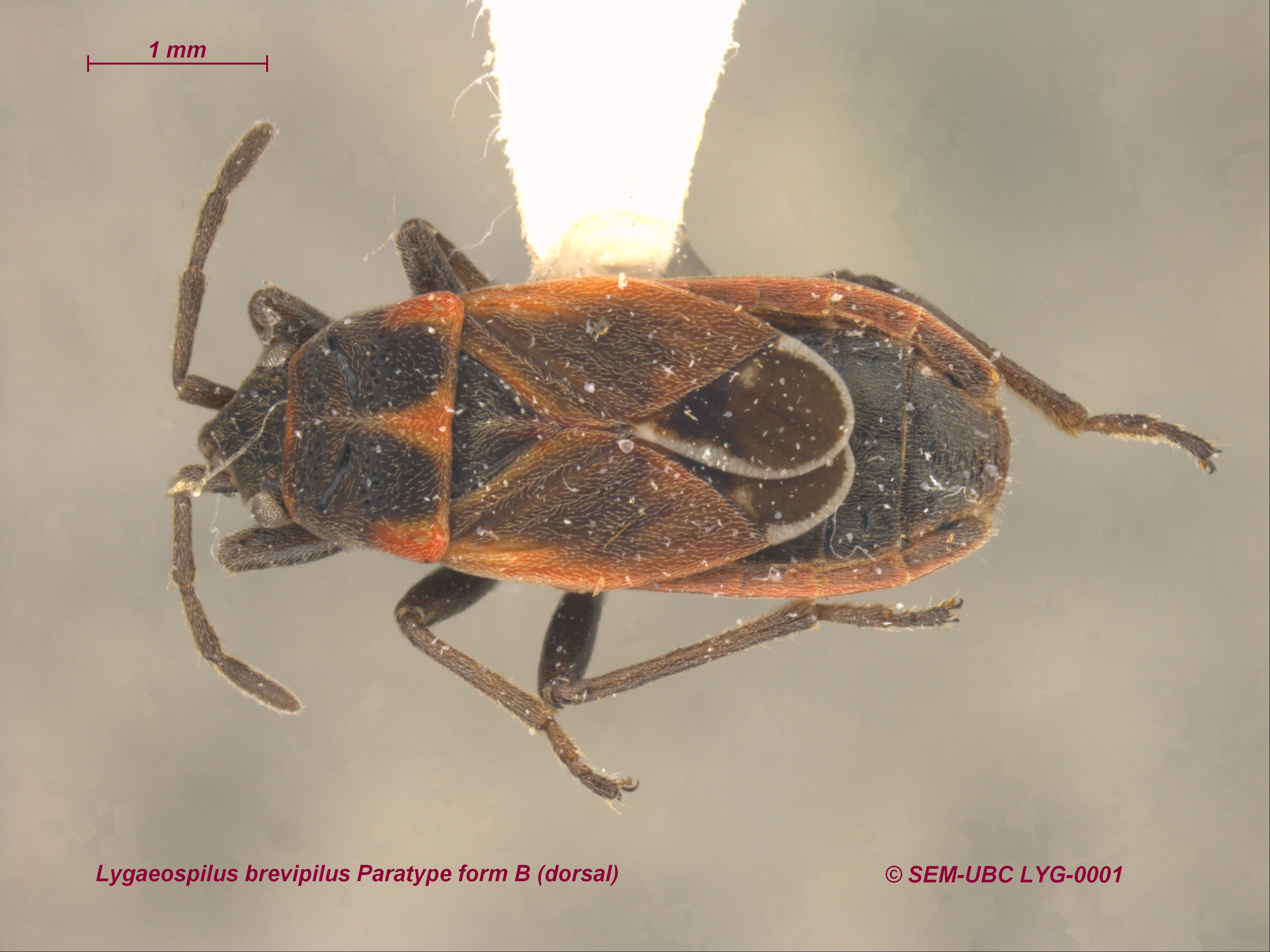 Lygaeidae