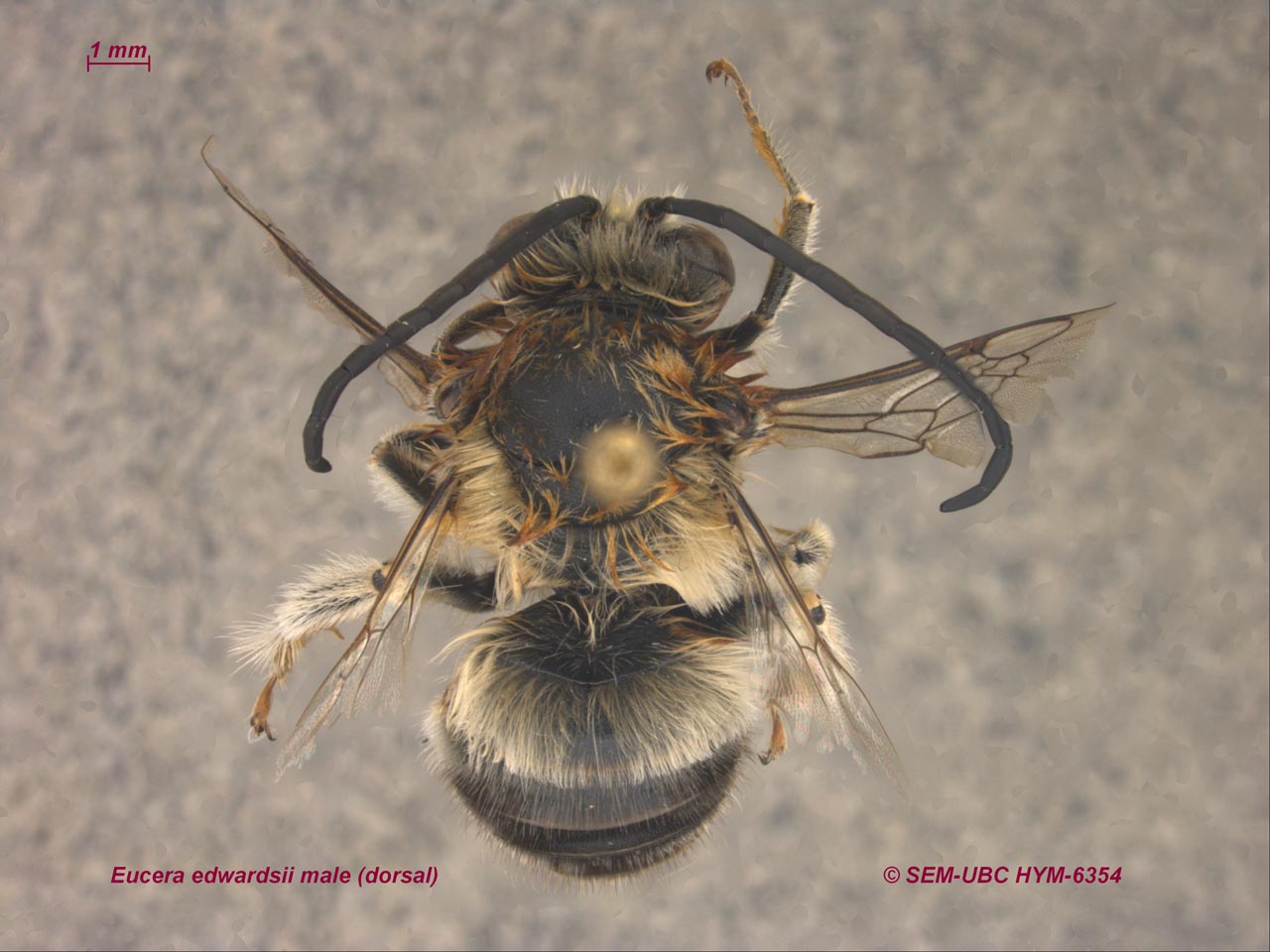 Eucera