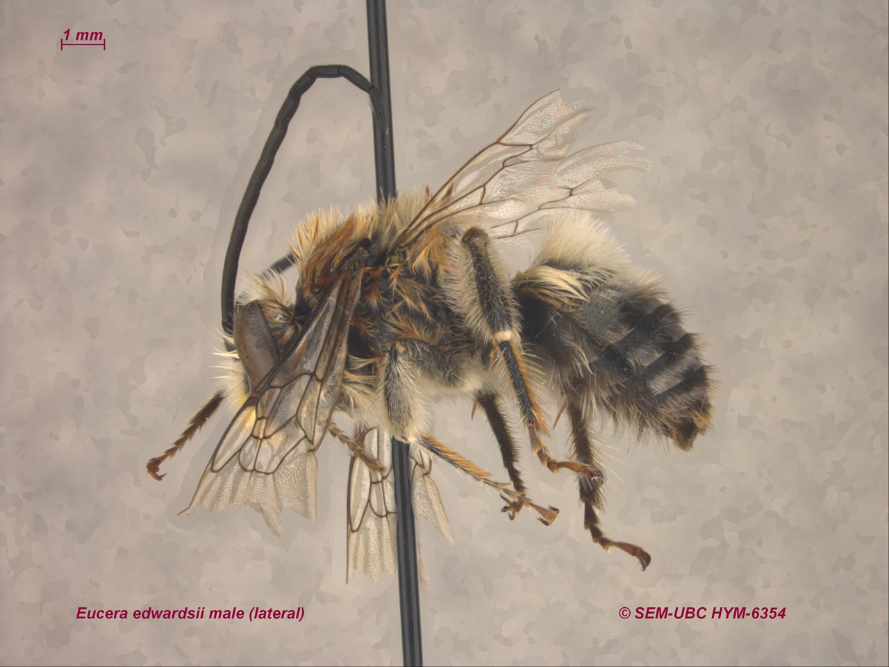 Eucera