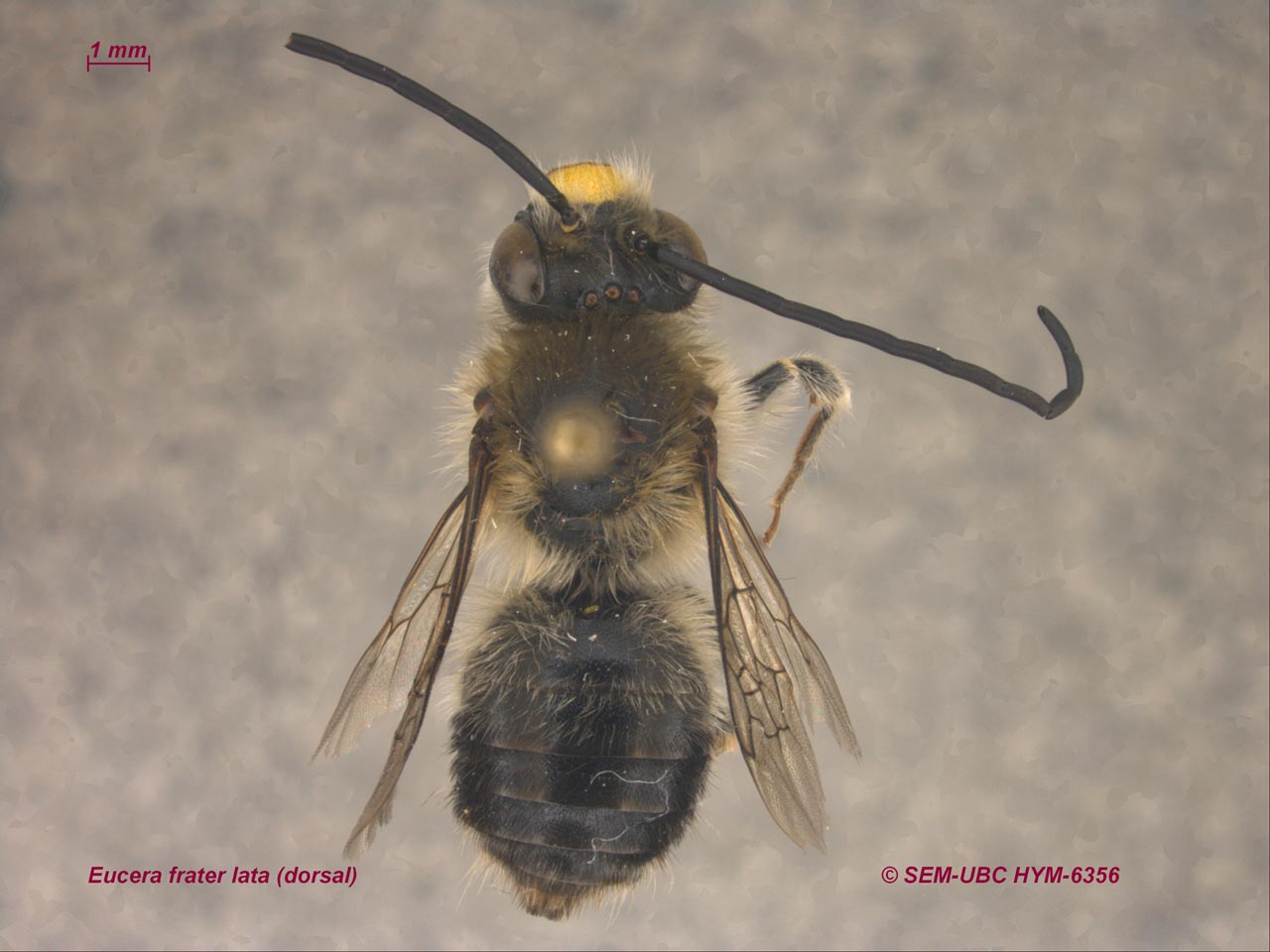 Eucera