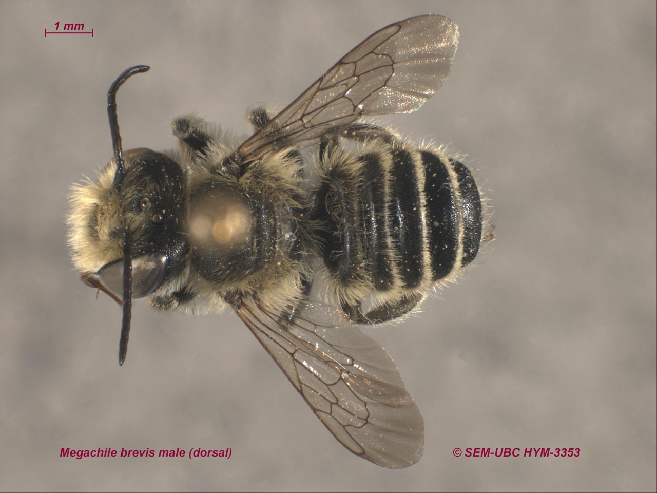 Megachilidae