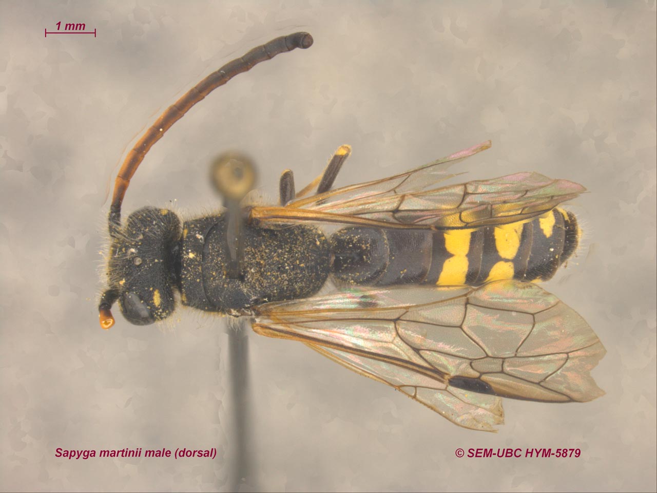 Sapygidae