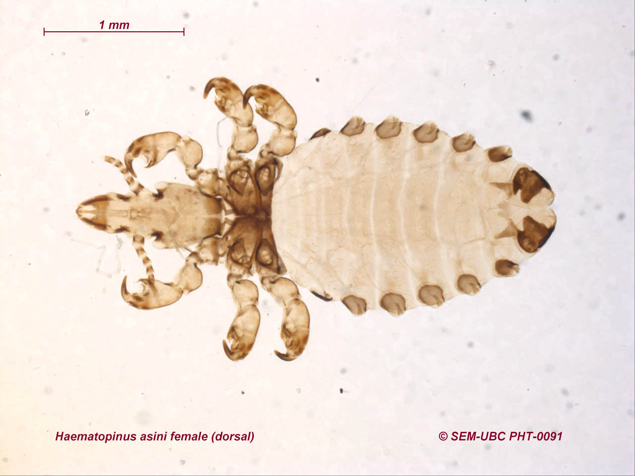 Схема развития pediculus humanus capitis