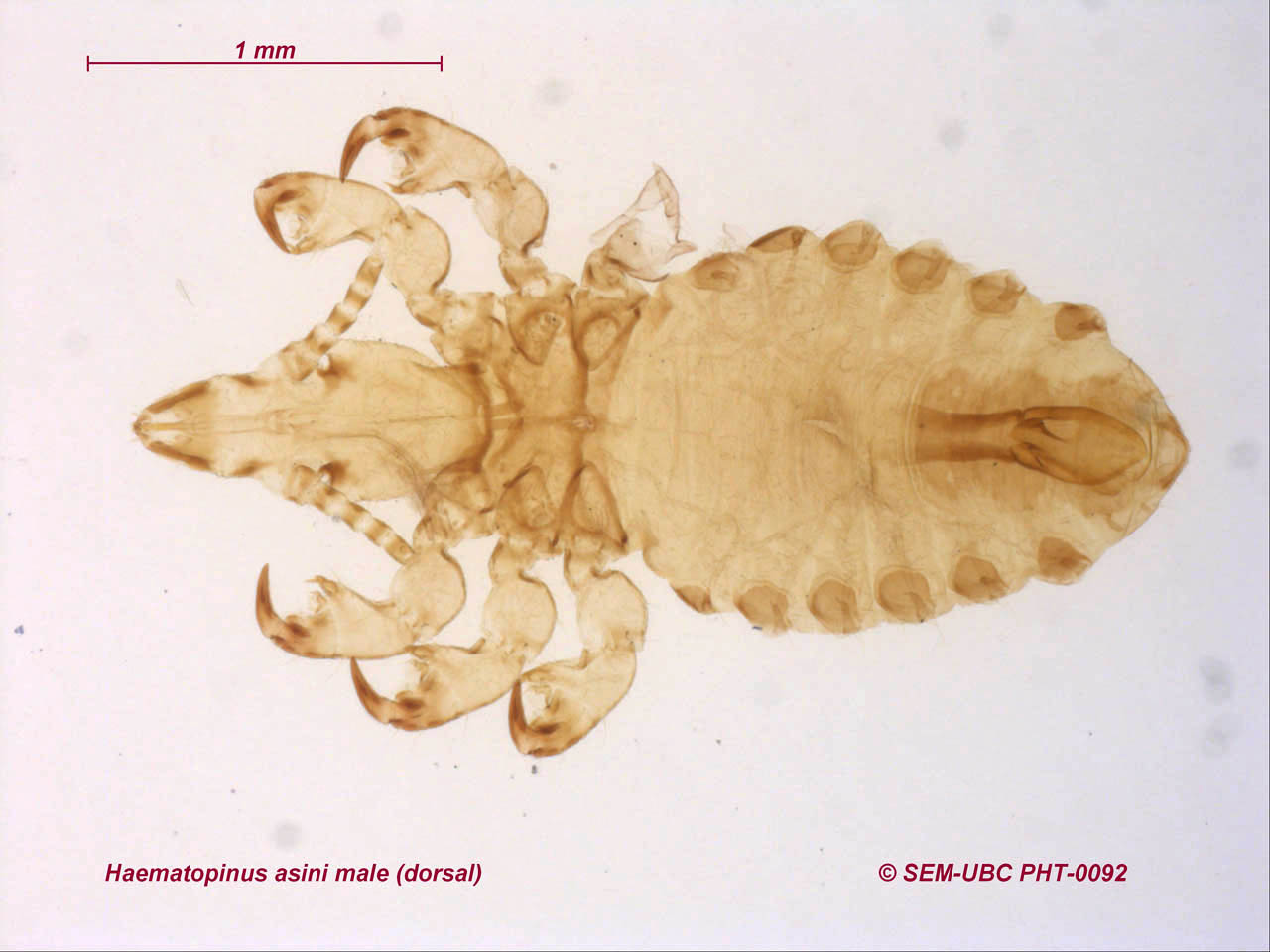 Схема развития pediculus humanus capitis