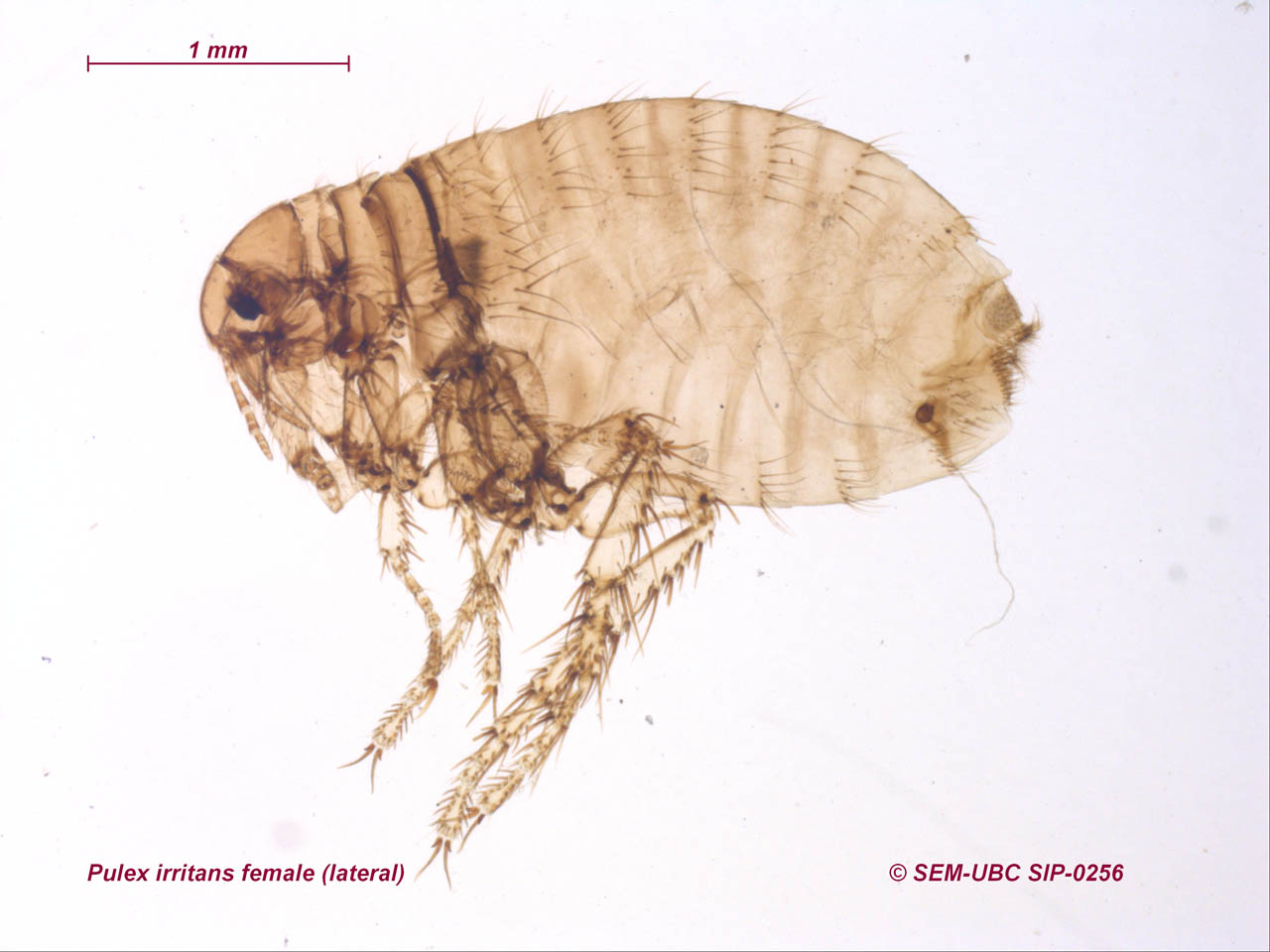 Pulex irritans. Блоха (pulex SP.). Блоха pulex irritans самец. Pulex irritans строение.