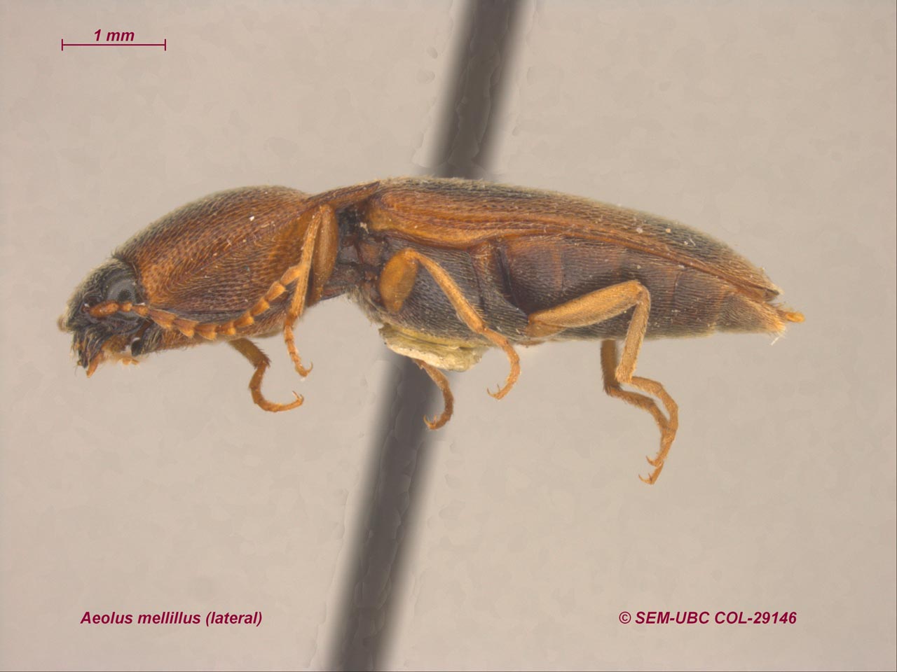 Elateridae