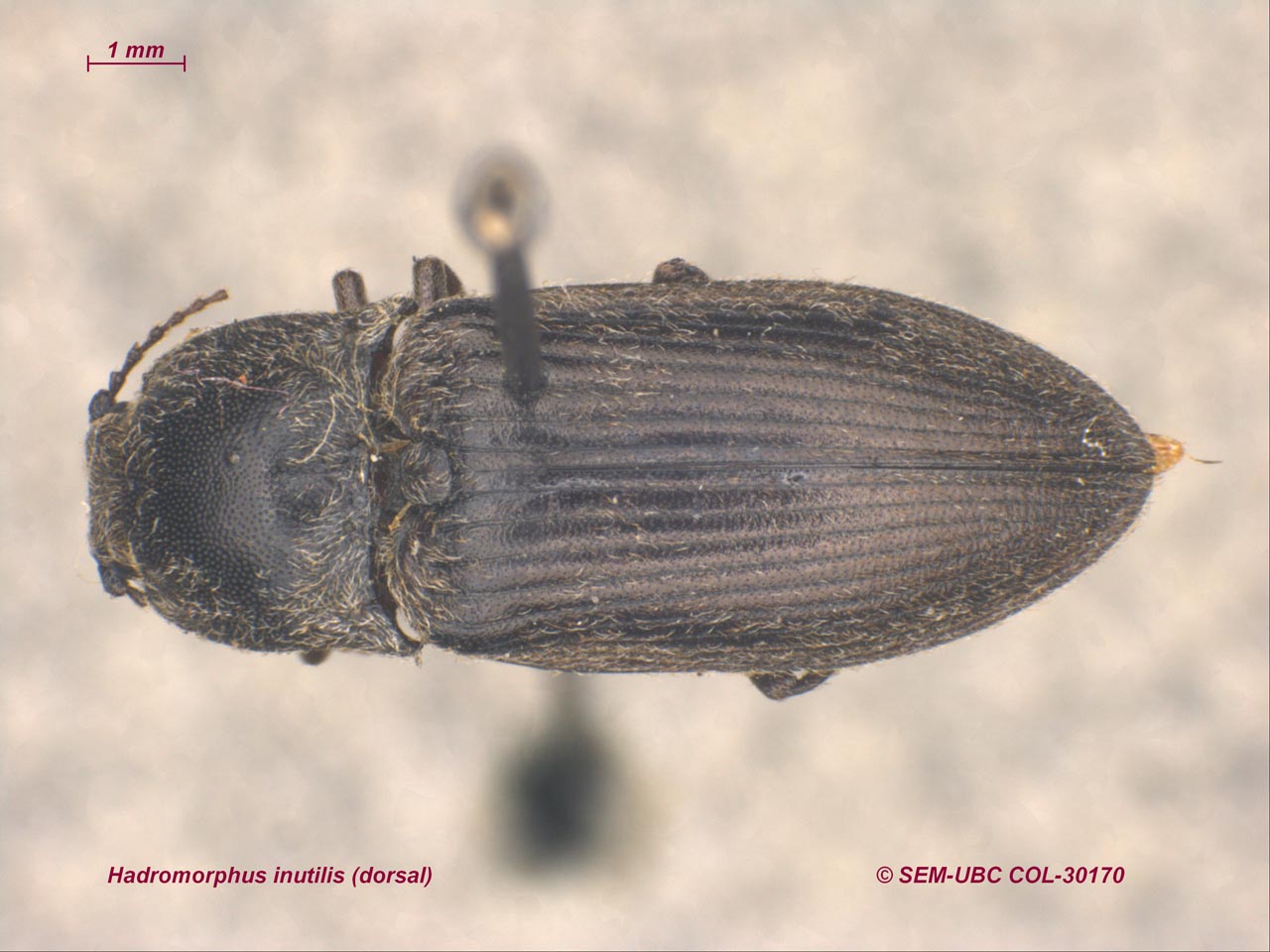 Elateridae