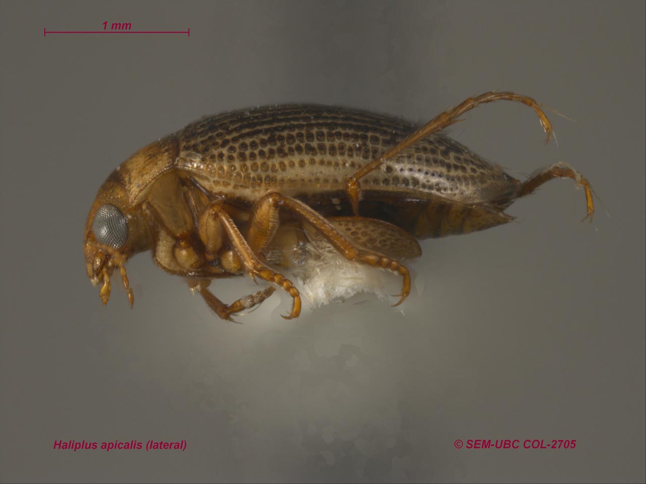 Haliplidae