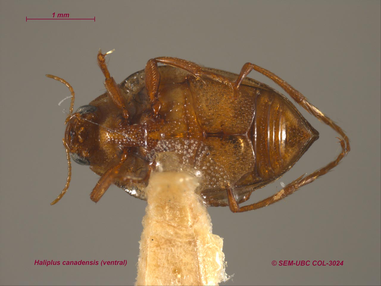 Haliplidae