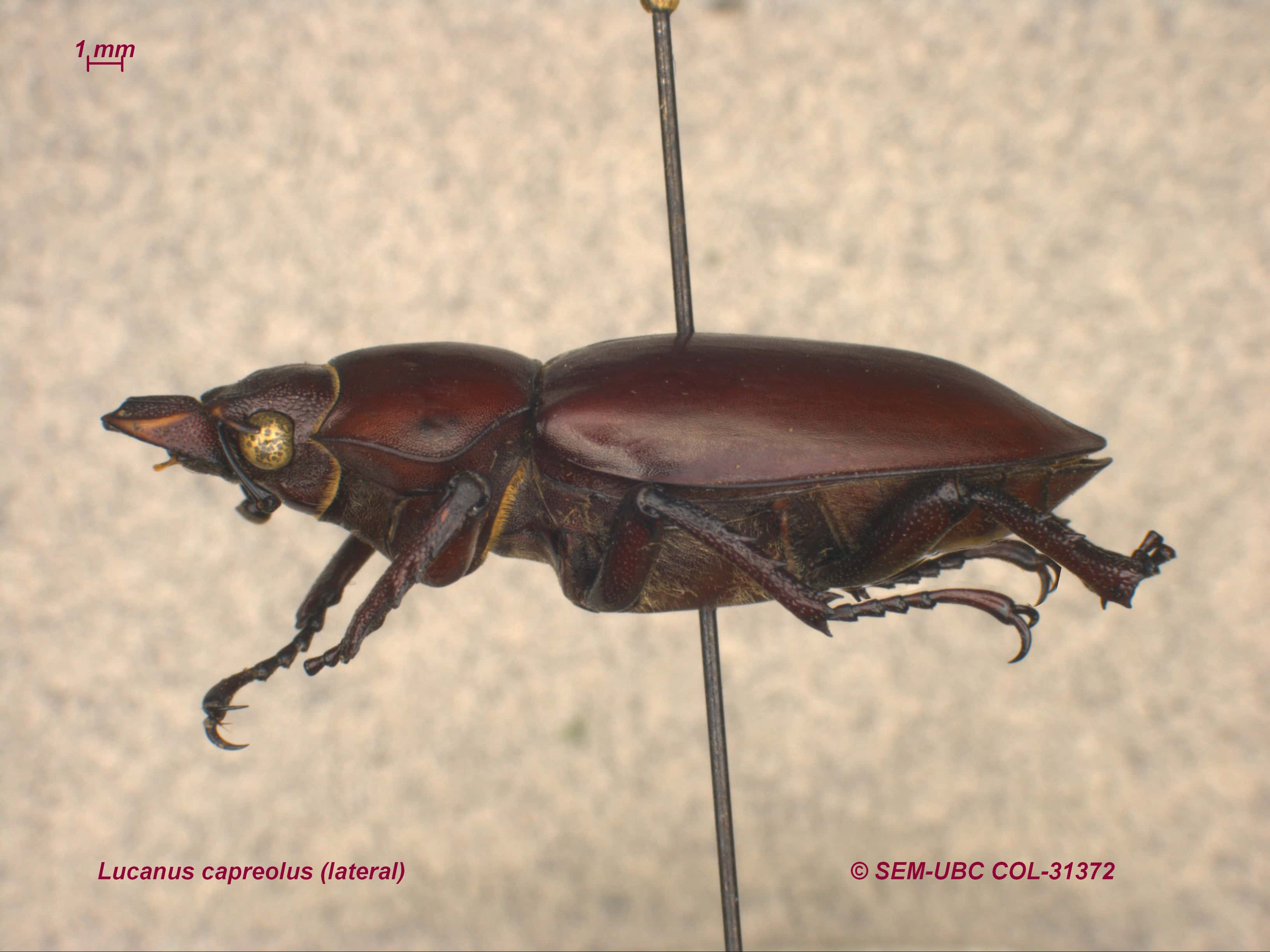 Lucanus