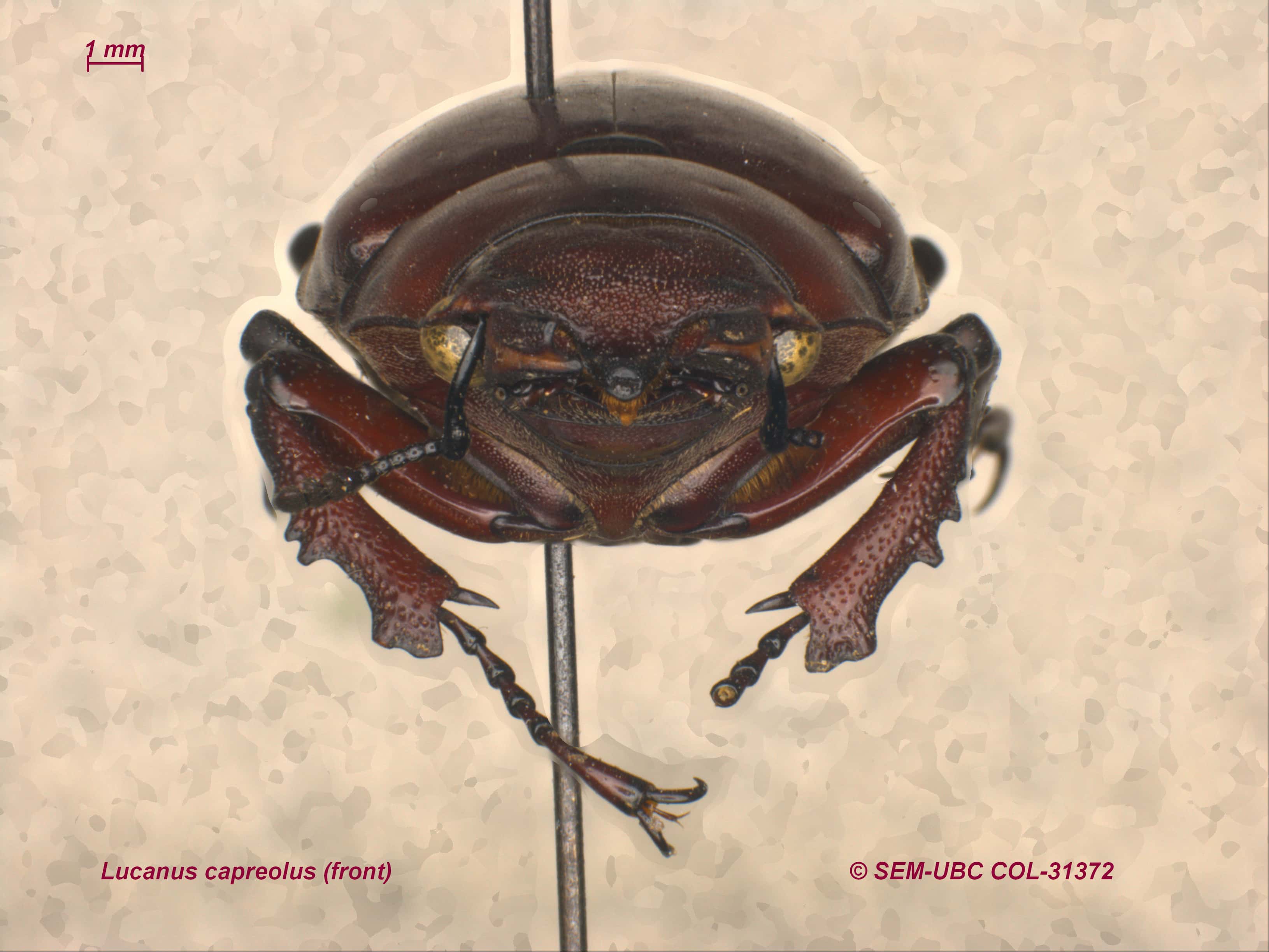 Lucanus