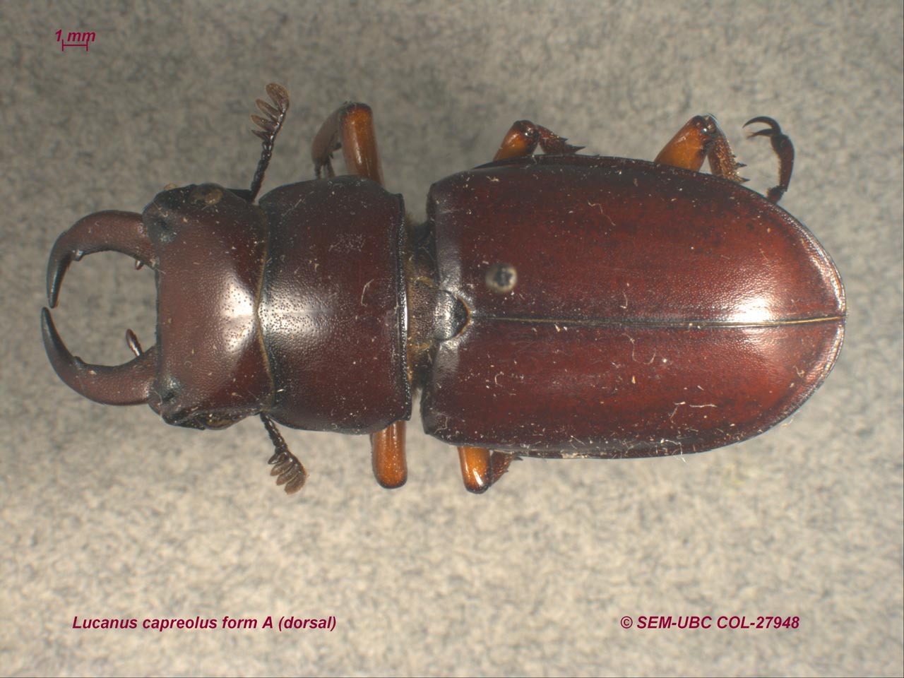 Lucanus