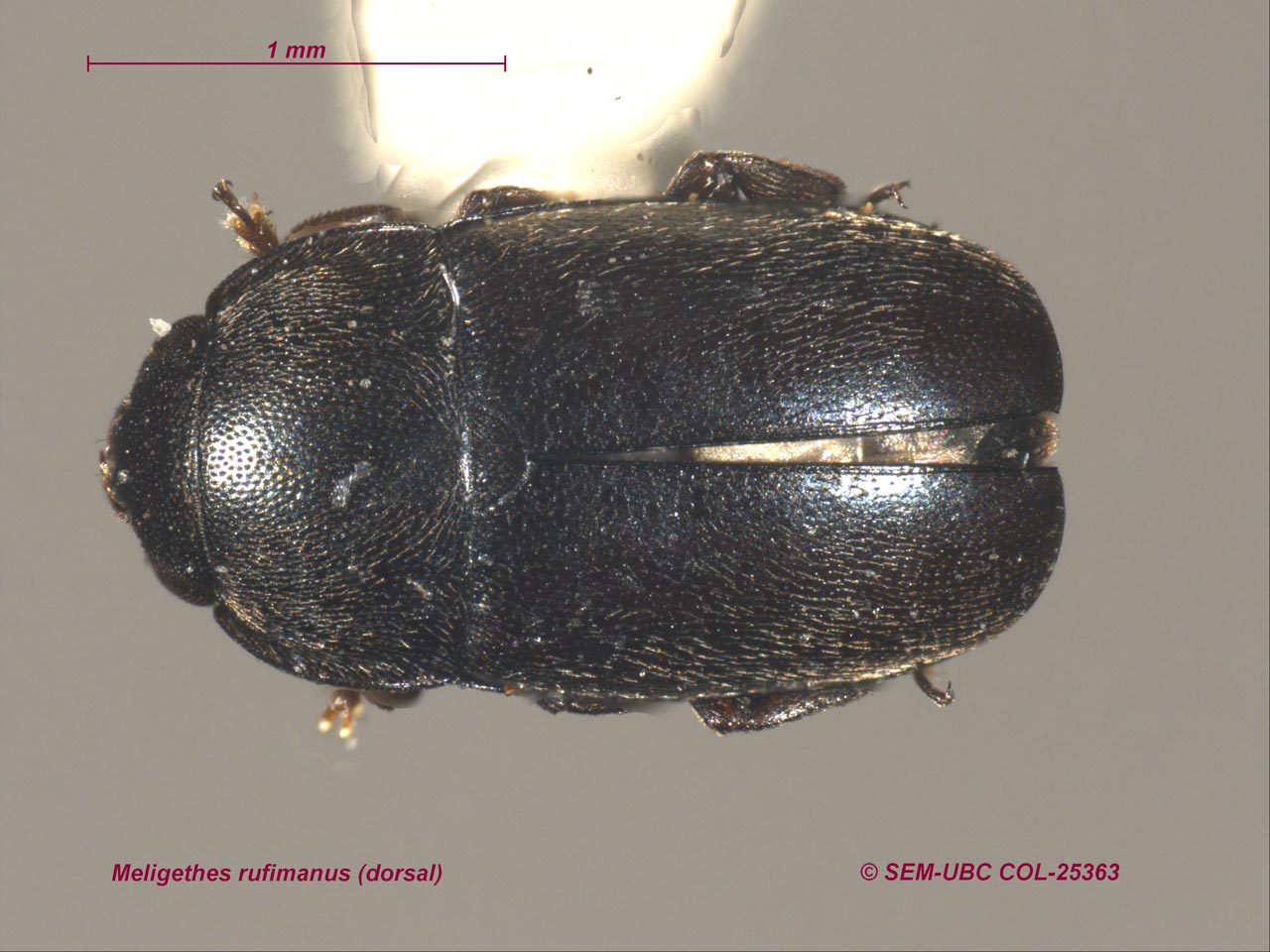 Brassicogethes