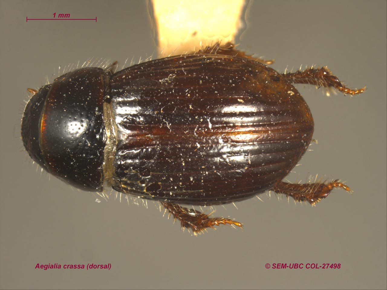 Scarabaeidae