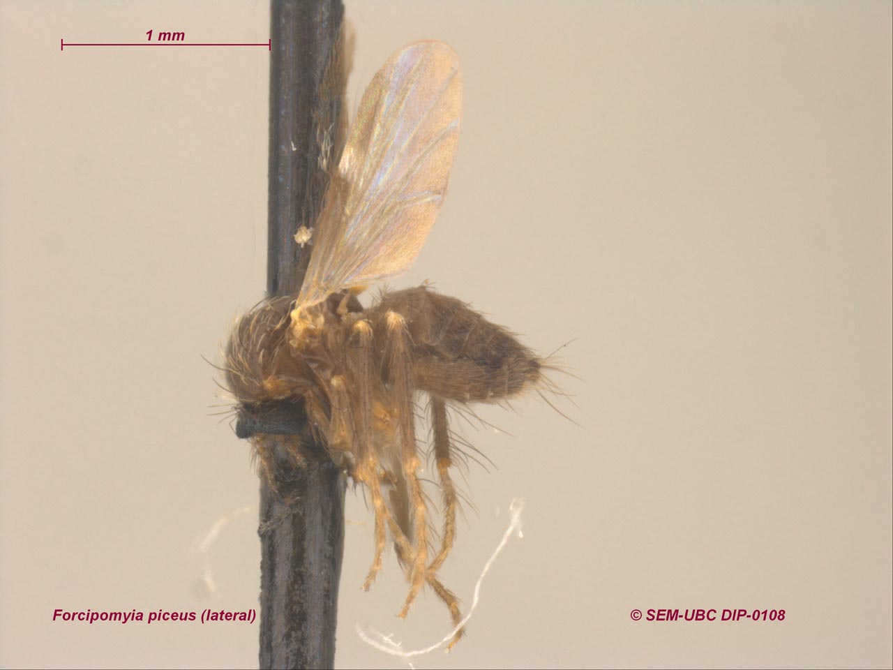 Ceratopogonidae