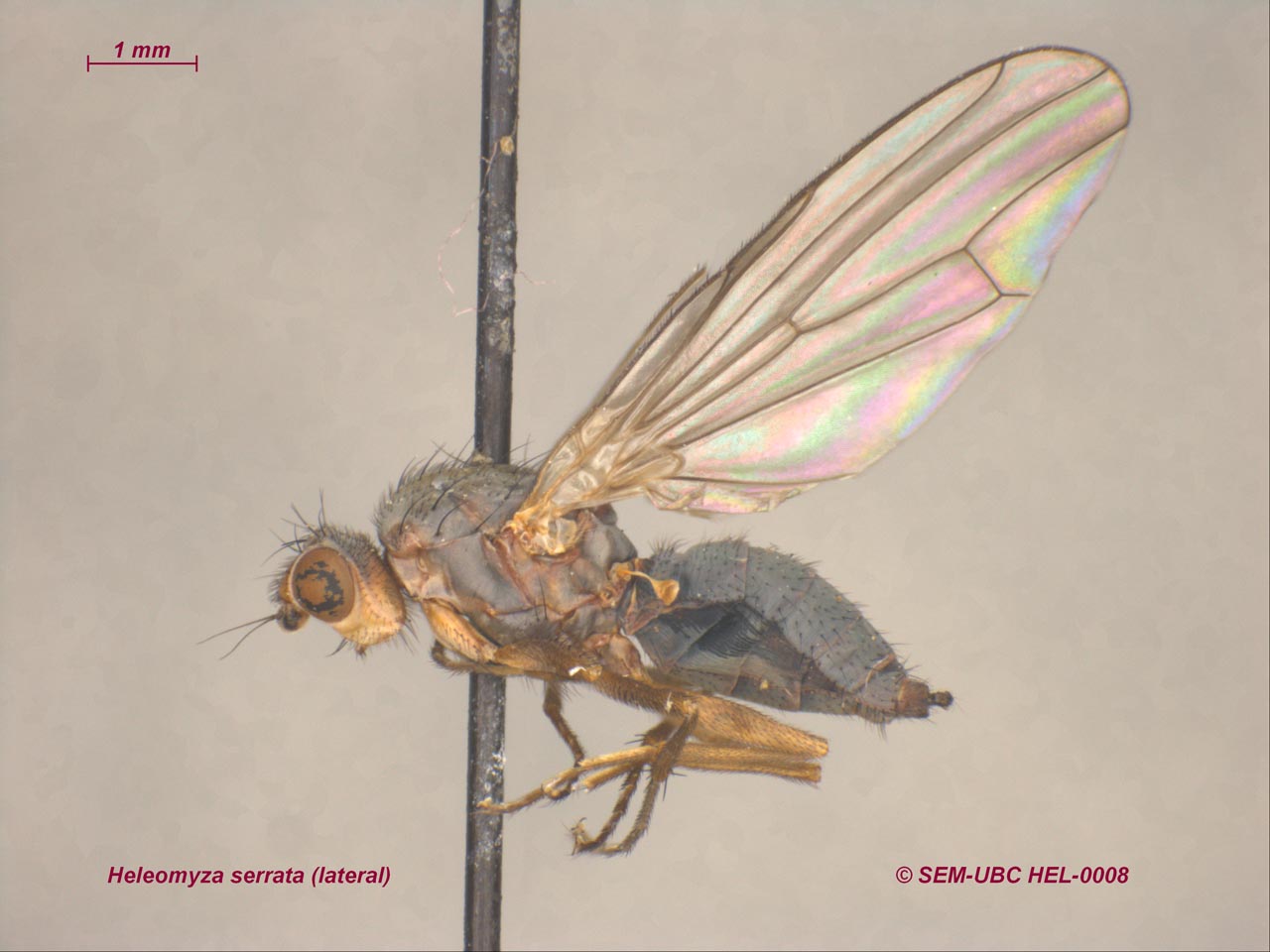 Heleomyzidae