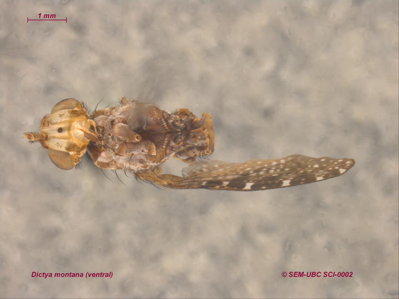 Sciomyzidae