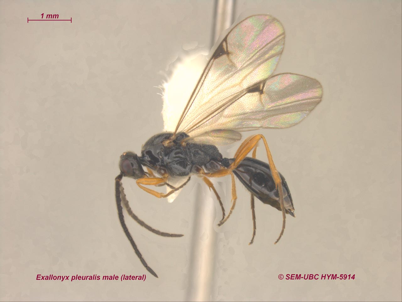 Proctotrupidae