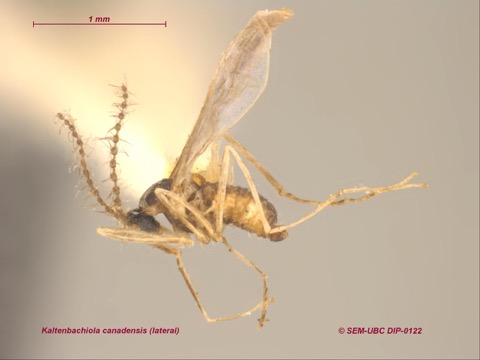 Diptera