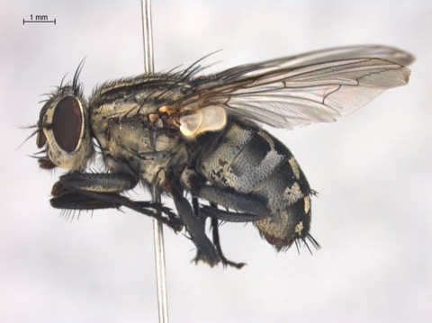 Sarcophagid