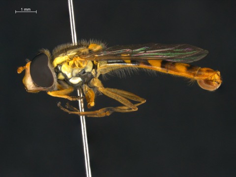 Syrphid