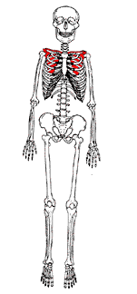 AL's Labs: The skeleton - Bones - Appendicular skeleton