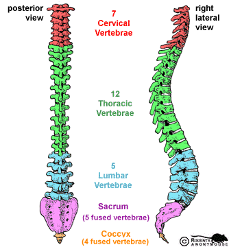 Vertebral column.