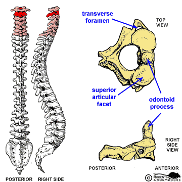 Cervical Vertebrae: C2 = Axis.