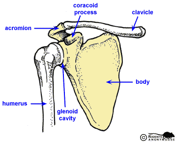 right scapula anterior view