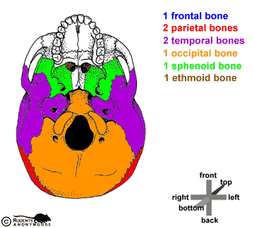 (the Lower Jaw Has Been Removed)