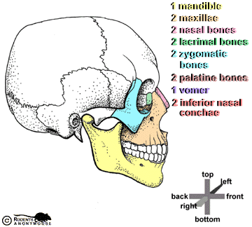 Facial Bones - right lateral view.